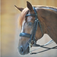 �������� ����������� Kavalkade Dacira