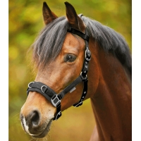 ������� ������, Waldhausen