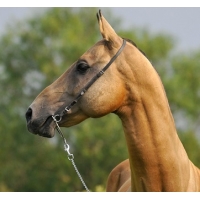 �������� �������