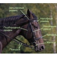 �������� �������