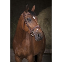 ������� Norton Vague