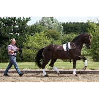 ����� ��� ������ � ����� Harrys Horse